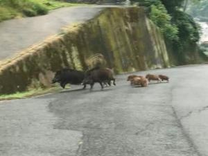 登坂道路を駆け巡る猪親子