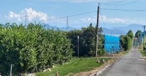 果樹研究部のカンキツ園から南の空を望む