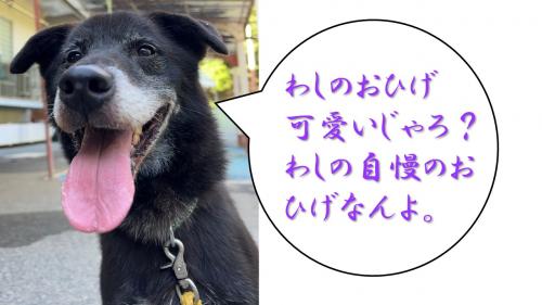 ジーニー