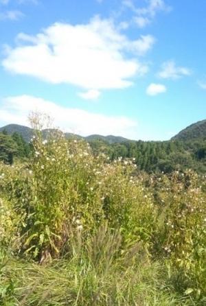 雑草草生園から眺めた今朝の空模様