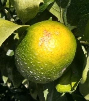 温州ミカン果実の陽光面に生じた日焼け症状