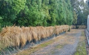 ブドウ園周辺のフェンスに干された稲藁も今日の強い降雨でズブ濡れです