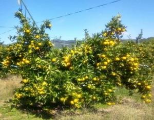 早生温州ミカンの研究圃場では黄色に色づいた果実が陽射しに映えていました