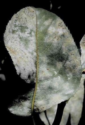 秋になると白い粉状の病斑の中に黄色い小さな粒ができ，後に黒変します