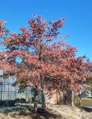 果樹研究部の敷地内で真っ先に紅葉したハナミズキ