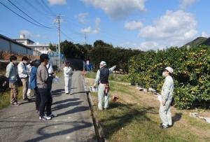 カンキツ研究圃場での説明風景