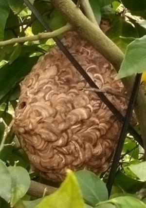 レモン樹上に作られたスズメバチの巣