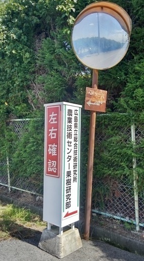 登坂道路の最終地点のカーブミラー横にある「左右確認」標識