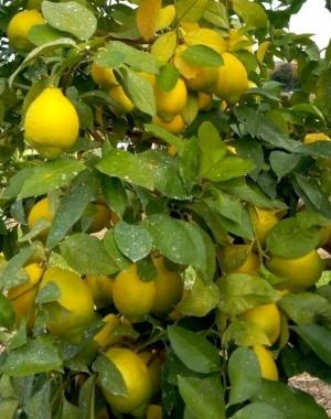 果皮の一部に緑を残しつつも収穫間近のレモン品種