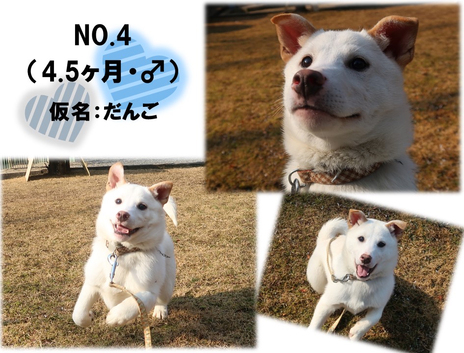 譲渡犬6