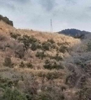 果樹研究部の傾斜地を守る広島スーパー松（遠景）