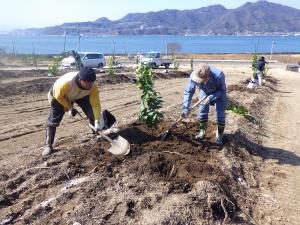 定植には地元からも多数参加