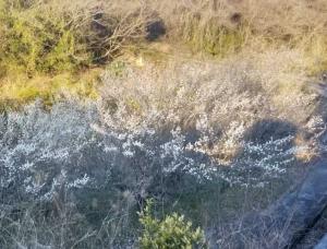 巷で咲き始めた白梅の花