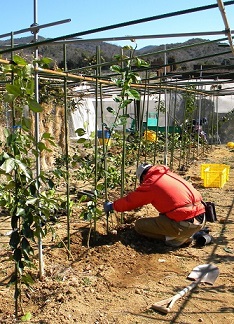 カンキツ大苗の定植作業中の職員