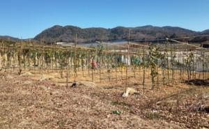 定植がほぼ完了したカンキツ研究圃場