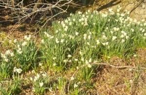 巷では水仙の花が咲き揃ってきています