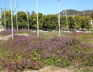 ミカンの主幹形樹の傍で紫色に彩るホトケノザの花々