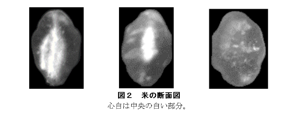 図２　米の断面図の写真