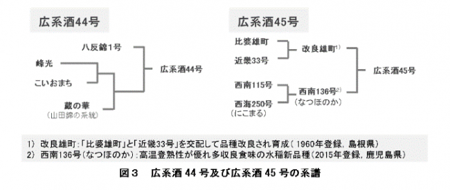 図３　開発した酒米の系譜