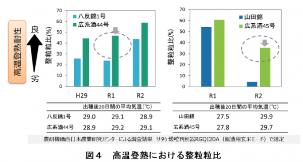 図４　高温登熟における整粒粒比