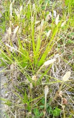 法面の土筆が例年よりも早い時期に伸び始めました