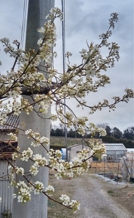 早咲きのマメナシ系統は既に開花しています