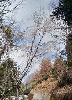 安芸津職場への登坂道路脇で咲き始めた桜