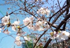 安芸津職場で咲き始めた桜の花（近景）