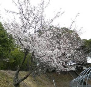 満開になった果樹研究部の桜
