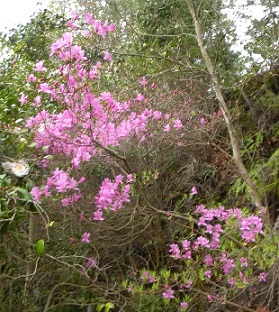 果樹研究部の山際にあるツツジも開花