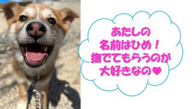 ひめ