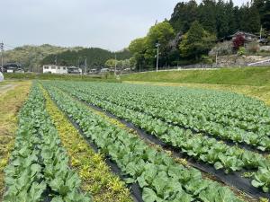 キャベツ圃場写真