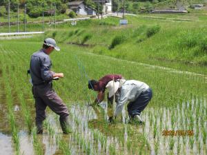 試験ほ場の生育調査の様子