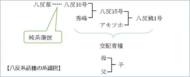 八反系譜図