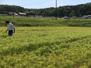 大麦ほ場審査の様子