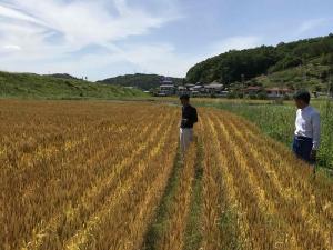 小麦ほ場審査の様子