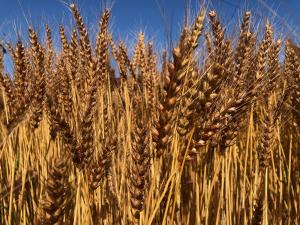 成熟中の小麦の穂