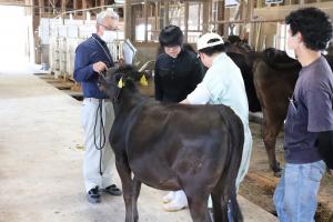 肉用牛コース　子牛の体高測定