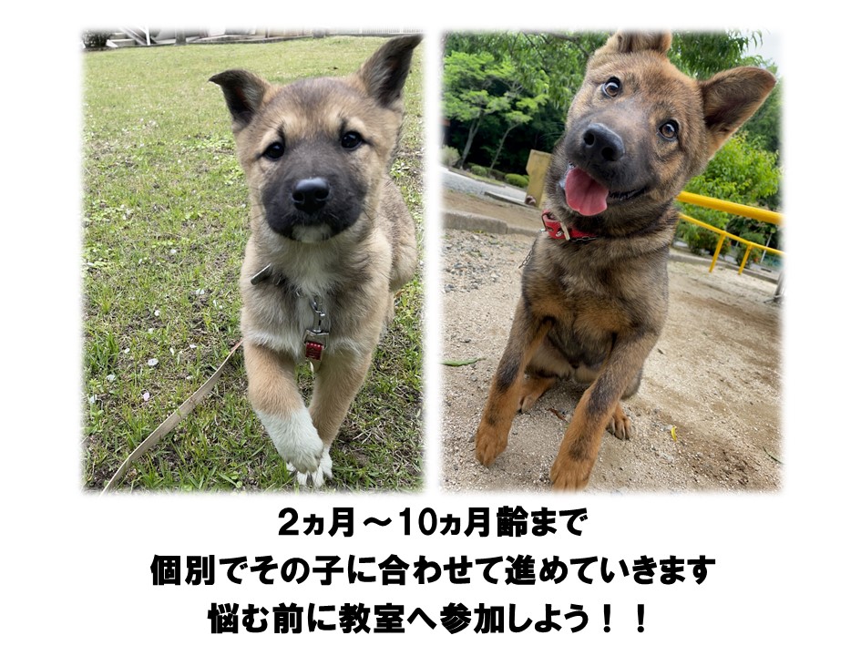 パピー2