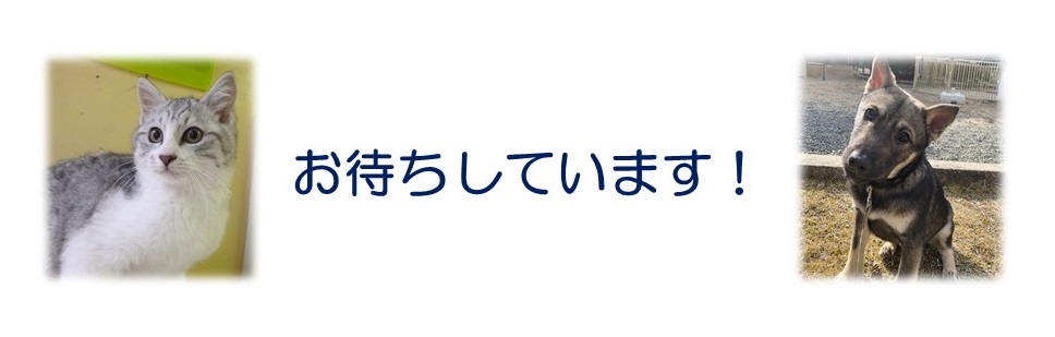 お待ちしていますバナー