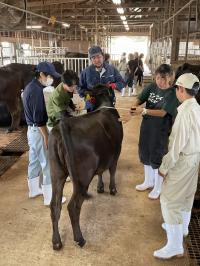 子牛の測定方法について説明中