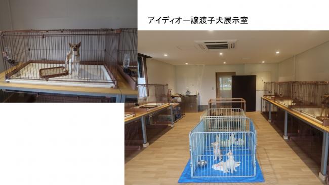 譲渡子犬展示室