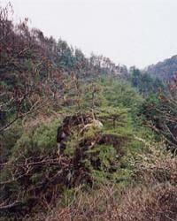 尾根のアカマツ林の写真