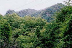 渓谷の豊かな天然林の写真