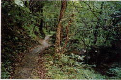 広葉樹林の中を通る巡視道の写真