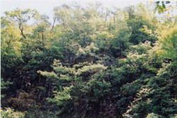 尾根と急斜面上部の植生の写真