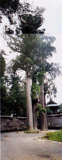 福王寺前庭のスギの巨樹の写真