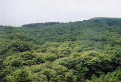 中国山地を代表する残存植生の写真