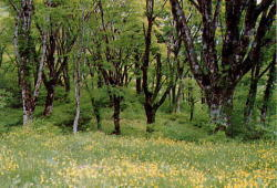 ブナ林とキンポウゲの写真