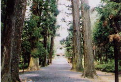 天然記念物指定の社叢内に林立するスギ、モミの写真